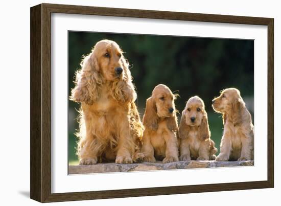 Cocker Spaniel Dogs, Adult and Puppies Sitting in a Row-null-Framed Photographic Print