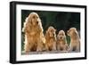 Cocker Spaniel Dogs, Adult and Puppies Sitting in a Row-null-Framed Photographic Print