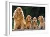Cocker Spaniel Dogs, Adult and Puppies Sitting in a Row-null-Framed Photographic Print