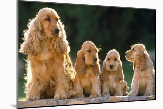 Cocker Spaniel Dogs, Adult and Puppies Sitting in a Row-null-Mounted Photographic Print