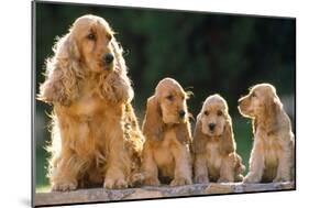 Cocker Spaniel Dogs, Adult and Puppies Sitting in a Row-null-Mounted Photographic Print