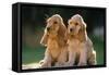 Cocker Spaniel Dogs Puppies-null-Framed Stretched Canvas