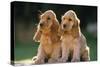 Cocker Spaniel Dogs Puppies-null-Stretched Canvas