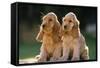 Cocker Spaniel Dogs Puppies-null-Framed Stretched Canvas