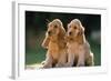Cocker Spaniel Dogs Puppies-null-Framed Photographic Print