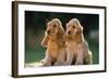 Cocker Spaniel Dogs Puppies-null-Framed Photographic Print