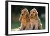 Cocker Spaniel Dogs Puppies-null-Framed Photographic Print