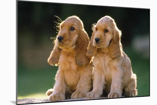 Cocker Spaniel Dogs Puppies-null-Mounted Photographic Print