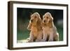 Cocker Spaniel Dogs Puppies-null-Framed Photographic Print