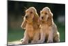 Cocker Spaniel Dogs Puppies-null-Mounted Photographic Print