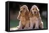 Cocker Spaniel Dogs-null-Framed Stretched Canvas