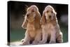 Cocker Spaniel Dogs-null-Stretched Canvas