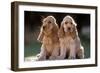 Cocker Spaniel Dogs-null-Framed Premium Photographic Print