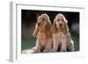 Cocker Spaniel Dogs-null-Framed Premium Photographic Print