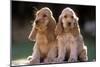 Cocker Spaniel Dogs-null-Mounted Photographic Print