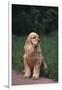 Cocker Spaniel in Yard-DLILLC-Framed Photographic Print