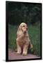 Cocker Spaniel in Yard-DLILLC-Framed Photographic Print