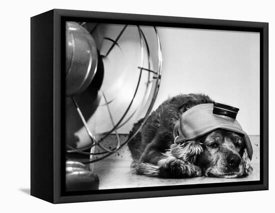 Cocker Spaniel Keeping Cool with Electric Fan-Bettmann-Framed Stretched Canvas