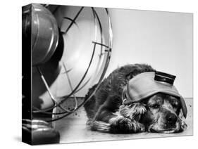 Cocker Spaniel Keeping Cool with Electric Fan-Bettmann-Stretched Canvas