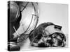 Cocker Spaniel Keeping Cool with Electric Fan-Bettmann-Stretched Canvas