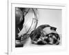 Cocker Spaniel Keeping Cool with Electric Fan-Bettmann-Framed Photographic Print