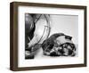 Cocker Spaniel Keeping Cool with Electric Fan-Bettmann-Framed Photographic Print