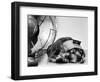 Cocker Spaniel Keeping Cool with Electric Fan-Bettmann-Framed Photographic Print