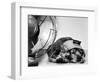 Cocker Spaniel Keeping Cool with Electric Fan-Bettmann-Framed Photographic Print