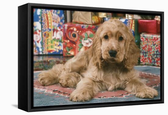 Cocker Spaniel, Lying by Presents-null-Framed Stretched Canvas