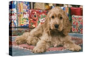 Cocker Spaniel, Lying by Presents-null-Stretched Canvas