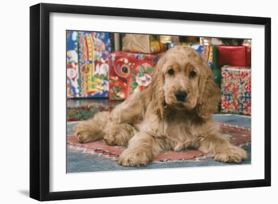 Cocker Spaniel, Lying by Presents-null-Framed Premium Photographic Print