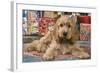 Cocker Spaniel, Lying by Presents-null-Framed Photographic Print