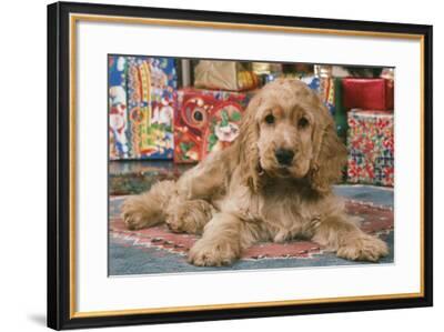 cocker spaniel presents