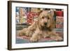 Cocker Spaniel, Lying by Presents-null-Framed Photographic Print