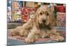 Cocker Spaniel, Lying by Presents-null-Mounted Photographic Print