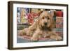 Cocker Spaniel, Lying by Presents-null-Framed Photographic Print