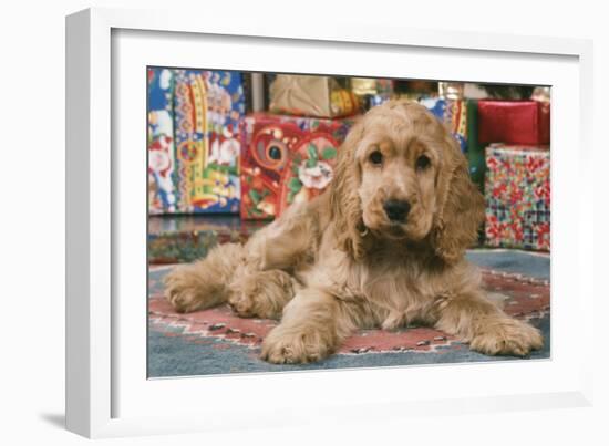 Cocker Spaniel, Lying by Presents-null-Framed Photographic Print