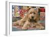 Cocker Spaniel, Lying by Presents-null-Framed Photographic Print