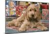 Cocker Spaniel, Lying by Presents-null-Mounted Photographic Print