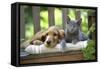 Cocker Spaniel Lying on Bench with Grey Kitten-null-Framed Stretched Canvas