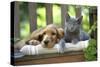 Cocker Spaniel Lying on Bench with Grey Kitten-null-Stretched Canvas