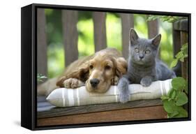 Cocker Spaniel Lying on Bench with Grey Kitten-null-Framed Stretched Canvas
