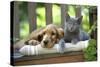 Cocker Spaniel Lying on Bench with Grey Kitten-null-Stretched Canvas