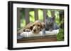 Cocker Spaniel Lying on Bench with Grey Kitten-null-Framed Photographic Print