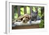 Cocker Spaniel Lying on Bench with Grey Kitten-null-Framed Photographic Print