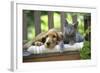 Cocker Spaniel Lying on Bench with Grey Kitten-null-Framed Photographic Print