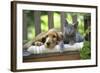 Cocker Spaniel Lying on Bench with Grey Kitten-null-Framed Photographic Print