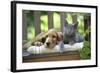 Cocker Spaniel Lying on Bench with Grey Kitten-null-Framed Photographic Print