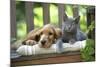 Cocker Spaniel Lying on Bench with Grey Kitten-null-Mounted Photographic Print
