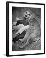 Cocker Spaniel Nursing Her Puppies-Hansel Mieth-Framed Photographic Print